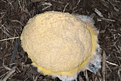 Plasmodial slime mold