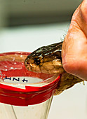 Snake Venom Extraction