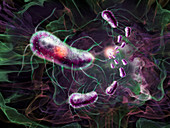 E. Coli,illustration