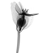 Begonia Flower X-ray