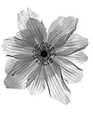 Ranunculus Flower X-ray