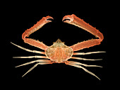 X-ray of Deep Water Crab