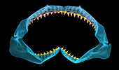 X-Ray of Shark Jaws