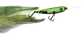 X-ray of Muskie & Lure