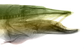 X-ray of Muskie