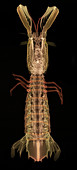 X-Ray of Mantis Shrimp