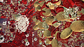 Formation of Platelets in Bone Marrow