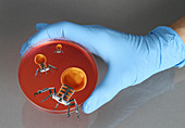 Nanorobots in Medical Research