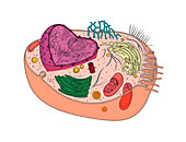 Animal Cell Diagram,illustration