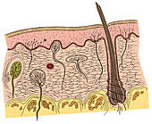 Skin Anatomy,illustration
