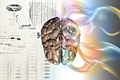Brain with Charts and Plans,illustration