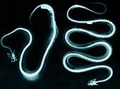 Snake Skeletons,X-ray