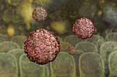 Norovirus in Small Intestine