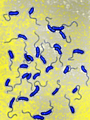 Vibrio cholerae bacteria,LM