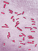 Shigella bacteria,LM