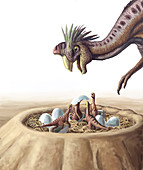 Oviraptor and Nest,illustration