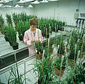 Controlled Environment for Wheat Plants