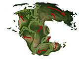 Pangaea,illustration