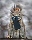 Squirrel With Cell phone,illustration