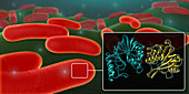 Enterobacteriaceae,illustration