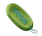 Bacteria Diagram