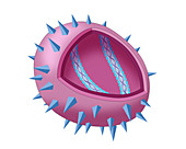 Virus Diagram