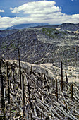 Fallen Trees,Mt. St. Helens
