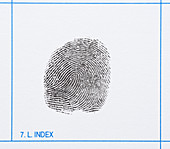 Fingerprint,Index Finger