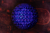 Cytomegalovirus (CMV),illustration