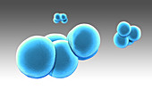 Staphylococcus aureus