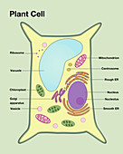 Plant Cell,illustration