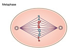 Metaphase of Mitosis,illustration
