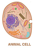 Animal Cell,Illustration,illustration