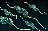 Campylobacter Bacteria,illustration