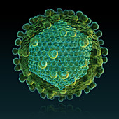 Hepatitis C Virus,illustration
