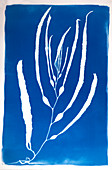 Cyanotype Print of Kelp Seaweed