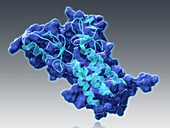 BRCA1,Molecular Model,illustration