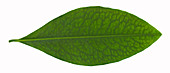 Coca Leaf,Erythroxylon coca