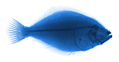 Flounder Fish,X-ray