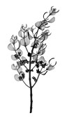 X-ray of Pacific Mistletoe