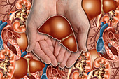 Hands Holding Liver,illustration