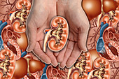 Hands Holding Kidney,illustration