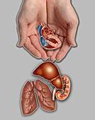 Hands Holding Human Organs,illustration