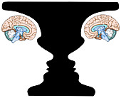 Rubin Vase and Brain,illustration