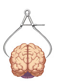 Brain Size,Conceptual,illustration