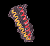 Coiled Coil Protein,illustration