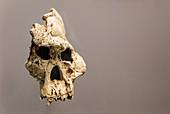 Australopithecus africanus Skull