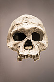 Homo erectus Skull