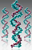 DNA,Molecular Model,illustration