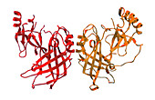 VP40,Molecular Model,illustration